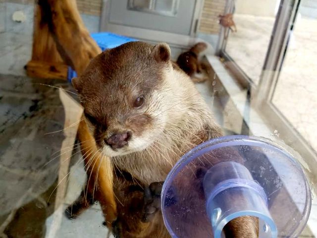 �R�c���J���E�\�̉����ɖ��ł�_���c�C��������