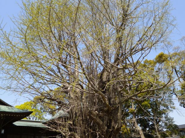 �����̌��i�ł���_���w��V�R�L�O����{������