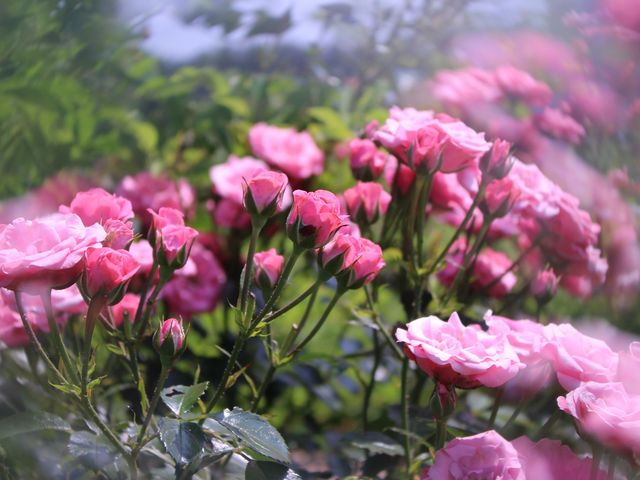 �I��肩������_����݂�������o����