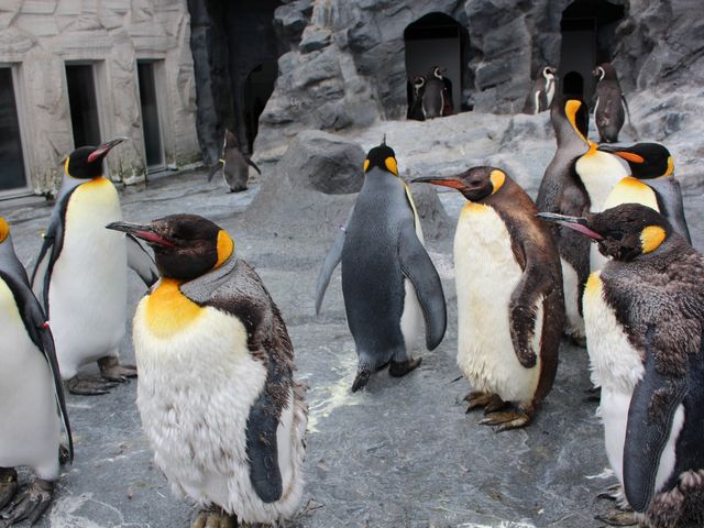 �߂��Ō����y���M��_���R������