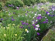 ���񂿂�񂳂�̓��s���^���傤�Ԃ̓��e�ʐ^1