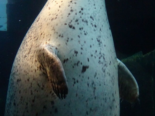 �����炵��_���R������