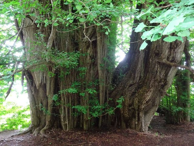 �k���P��̑�C�`���E_�k���P��̑�C�`���E