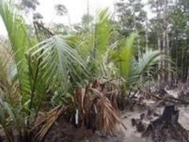 ���i����̑D�Y�̃j�b�p���V�Q���̓��e�ʐ^1