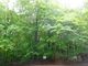 ponちゃんさんの白神山地のブナ林の投稿写真3