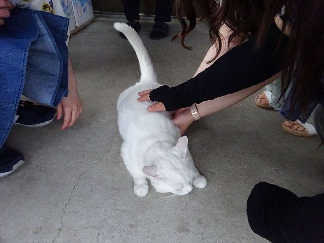 �����L����_���R�ʎ���&�J�t�F