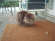 񂲂̃nbsCfCYJtF̓eʐ^3