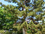 ͂邤炳̗c̈ꏼ̓eʐ^1