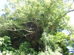 �}�C�a�n�n����̃J���b�N �C�[�Y�ւ̓��e�ʐ^1