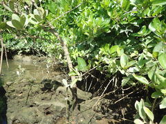 �}�C�a�n�n����̃J���b�N �C�[�Y�ւ̓��e�ʐ^1