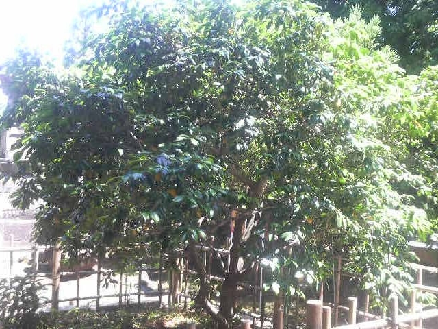 Ƃ񂳂̐J̒ւ̓eʐ^1