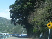 mitu����̌����_�Ђ̒g�n�������т̓��e�ʐ^1