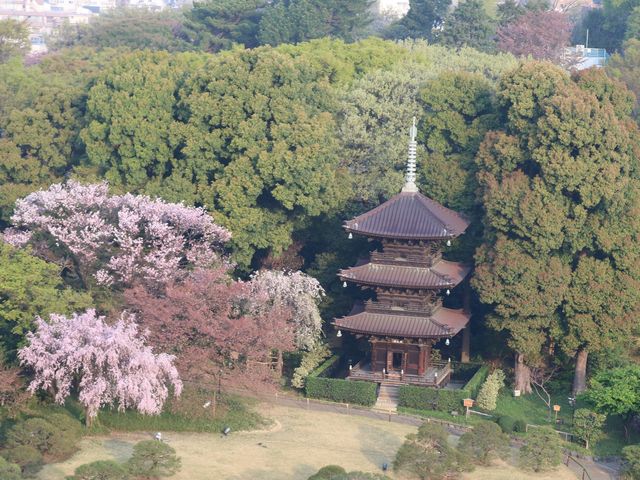 Ҋ̓{ ݂䂫 ze֎R̓eʐ^1