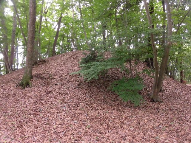 dai-nekőˌÕ̓eʐ^1