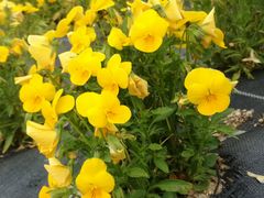 �����񂳂�̉Ԃ̉w����ւ̓��e�ʐ^1