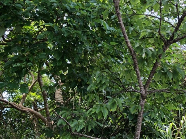 ҁ[̂̋BRRR[X̓eʐ^1