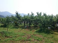 �X�k�v����̖��ʉ��ւ̓��e�ʐ^1