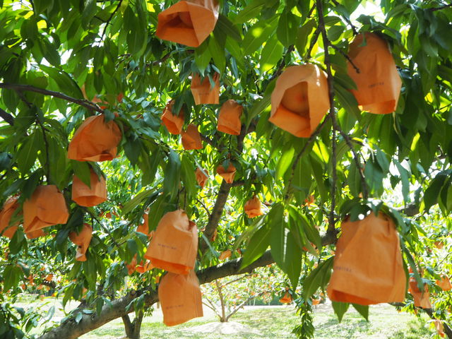 �����̓��B����j���Ă����Ƃ�܂��B_���R�t�@�[��