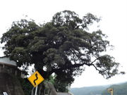 kenken̊֋̃VC̓eʐ^1