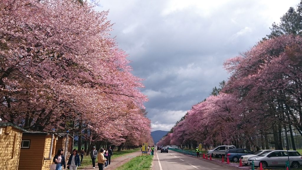 19 北海道で桜が楽しめるスポット10選 お花見に出かけよう じゃらんニュース