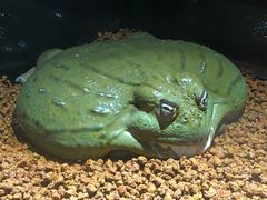 jR搶̃GXpXh[vUւ̓eʐ^1