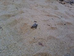 {[ỶicEȂlւ̓eʐ^1