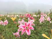 ƂɂȂ̃^O聕x_[̓eʐ^1