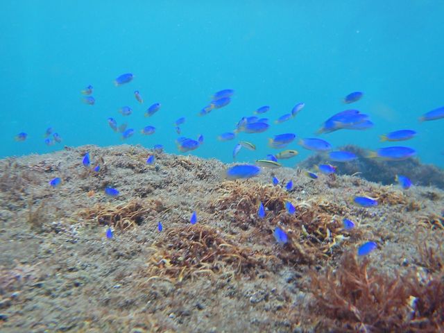 2018�N8��12���@�܂�@�x�ˁ@�����x10�`15��_���r�[�i�_�C�o�[�Y