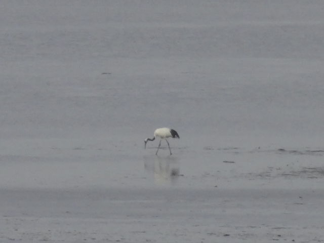 �����ɂ���O���߂𔭌�_���@��