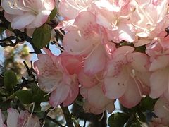 �ۂ񑾂���̑O���s���������قւ̓��e�ʐ^1