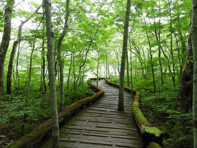 �΂̃g���l���͋C��������_�Ӗ쒹�̐X�ώ@�H