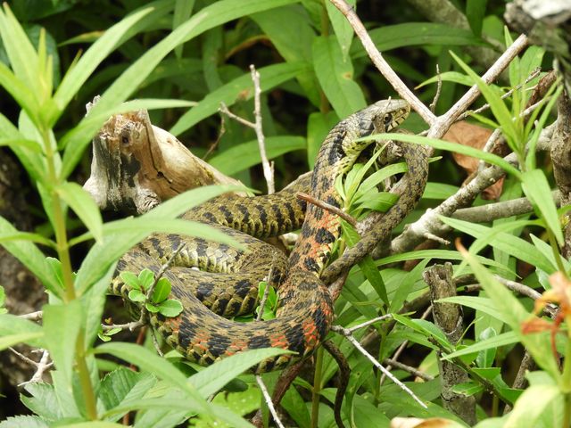 �쒹�ł͂Ȃ��V�����e��_�Ӗ쒹�̐X�ώ@�H