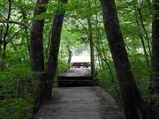 zin����̒Ӗ쒹�̐X�ώ@�H�̓��e�ʐ^3