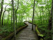 zin����̒Ӗ쒹�̐X�ώ@�H�̓��e�ʐ^4