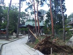 ܂[񂳂̍{_Ђւ̓eʐ^1