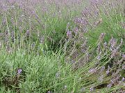 suya̖_ꃉx_[̓eʐ^1