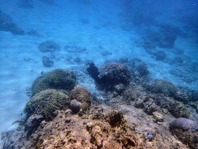 �X�L���_�C�r���O�ł���悤�ɂȂ����Ƃ���_�p���_�C�X��y��