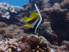 IOKofa@and PuPuւ̓eʐ^1