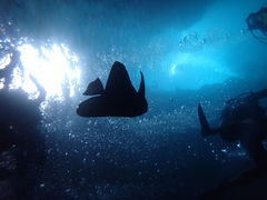 񂳂̐̓A@Dive@ւ̓eʐ^1