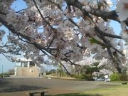 Ƃ񂳂̏Ó약̍̓eʐ^1