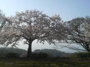 Ƃ񂳂̏Ó약̍̓eʐ^3