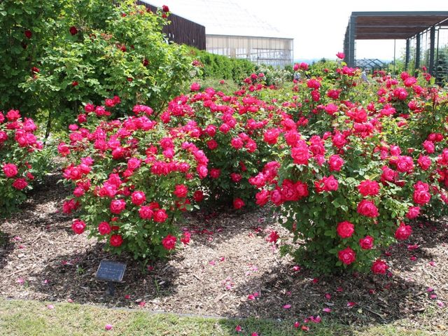 �o�����P_����݂�������o����