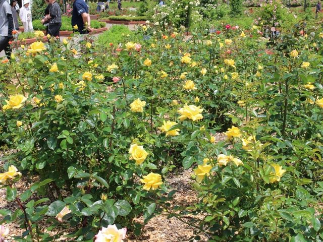 �o�����Q_����݂�������o����