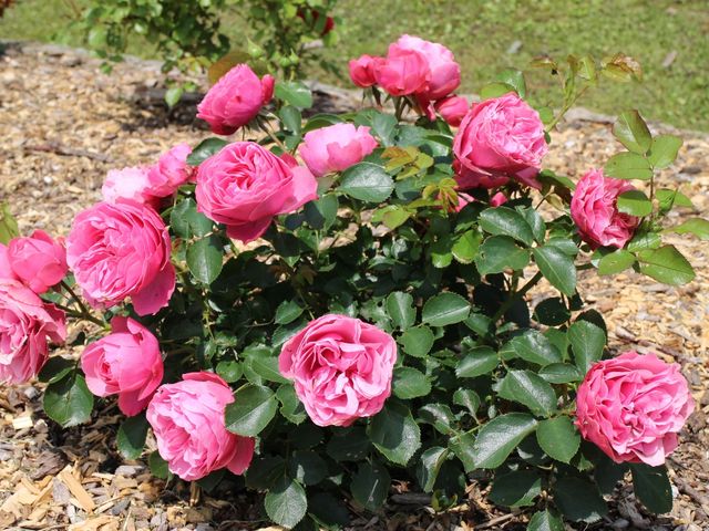 �o�����R_����݂�������o����