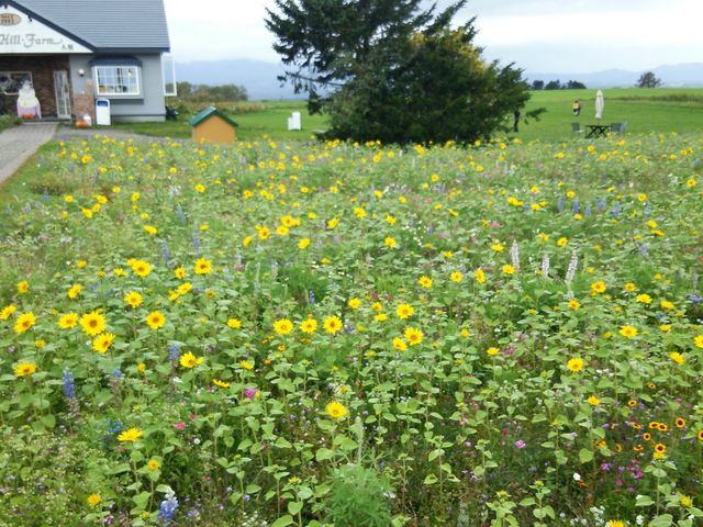 �O�̗l�q_���[�N�q���t�@�[��