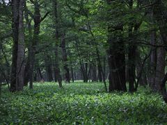 YanwenlȉcKւ̓eʐ^1