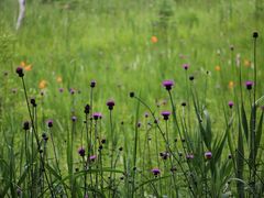 YanwenlȉcKւ̓eʐ^3