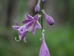 YanwenlȉcKւ̓eʐ^4