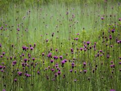 YanwenlȉcKւ̓eʐ^5