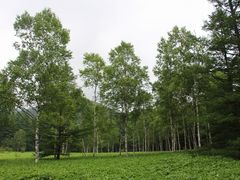 YanwenlȉcKւ̓eʐ^8